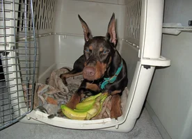 In crate with bananas Feb 21 21.webp