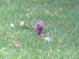 Ground squirrel standing Sept 4 14.webp