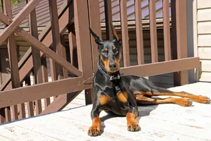 Laying on deck Apr 16 26.webp