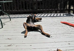 On back on deck Apr 22 26.webp