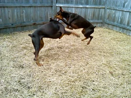 Karate!.webp
