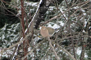 Mourning dove in snowy tree Apr 3 26.webp