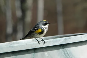 Yellow rumped warbler on planter Apr 21 26.webp