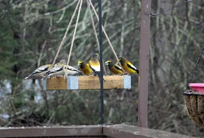 Evening grosbeaks on feeder Apr 27 26.webp