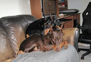 Both on couch Olive on top Apr 28 26.webp