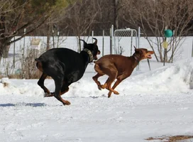 Both running like bunnies Mar 8 15.webp