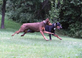 Both running Della in air July 27 16.webp