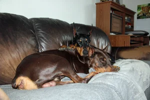 Both snuggled on couch May 11 26.webp