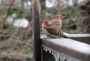 Flicker pair by suet head to tail Apr 26 17.webp