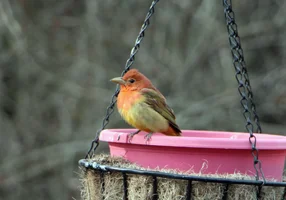 Tanager fron angle May 17 26.webp