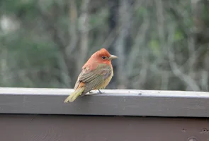 Tanager rear angle May 17 26.webp