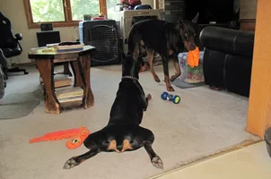 Frog legs from rear May 16 26.webp