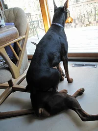 Sitting on Elroy by deck door May 16 26.webp