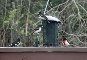 RB grosbeaks by feeder May 19 26.webp
