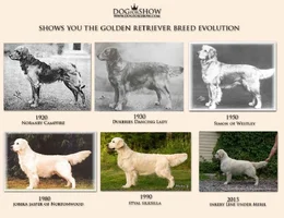 G.R. evolution.webp
