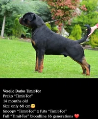 Rottie.webp