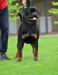 Rottie2.webp
