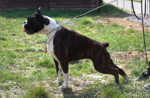 Boxer.webp