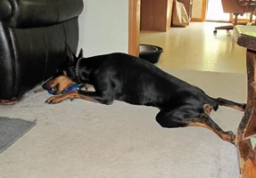 Chewing on bull stick frog legs May 30 26.webp