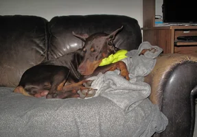Snuggled on couch with pig May 30 26.webp