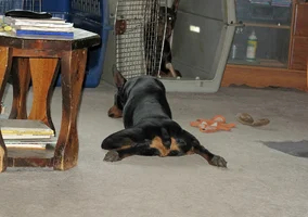 Stretched out on floor from rear June 2 26.webp