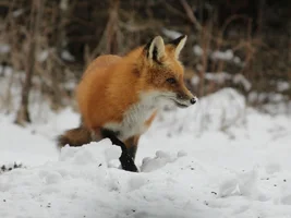 Fox head shot from side full big Apr 3 16.webp