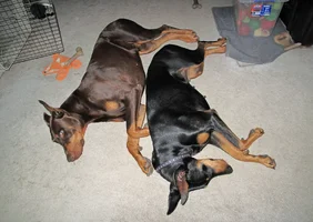Both resting side by side in LR June 4 26.webp