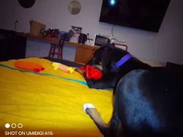 IMG_20260613_035218.webp