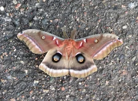 Pretty moth June 8 12.webp