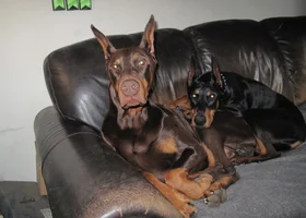 Both snuggled on couch June 10 26.webp