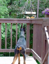 Nose to nose with squirrel June 22 26.webp