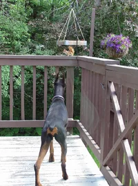 Nose to nose with squirrel 2 June 22 26.webp