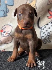 Digger - Four Weeks Old.webp