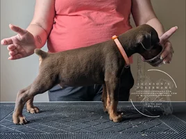 Digger - Approx Five Weeks Old - 1.webp
