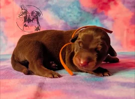 Digger - One Day Old.webp