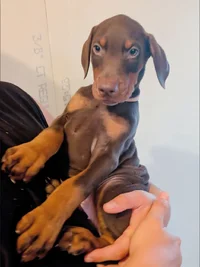 Digger at 8 weeks.webp