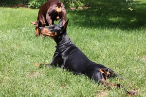 Stretched out in yard July 6 26.webp