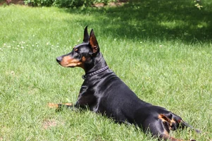 Stretched out in yard closer July 6 26.webp