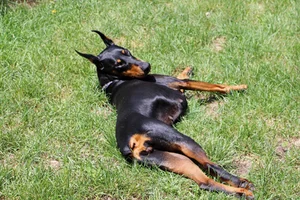 Laying in grass July 6 26.webp