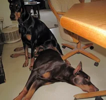 Sitting on Elroy by table July 9 26.webp