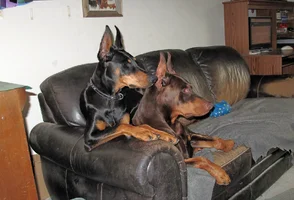 Heads together on couch Olive on top July 16 26.webp