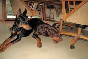 Laying on Elroy under table July 20 26.webp Laying on Elroy under table July 20 26.webp
