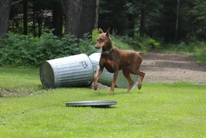 Trotting by spilled seed barrels nervous July 19 17.webp