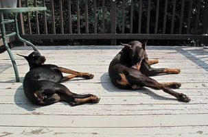 Both laying on deck July 23 26.webp