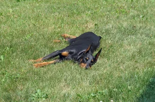 Basking in grass July 25 26.webp