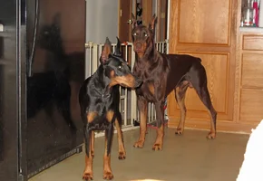 Semi stacked waiting for dinner July 26 26.webp
