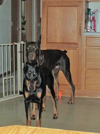 Ears aligned standing Aug 3 26.webp