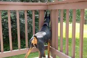 Watching fox from deck Aug 10 26.webp