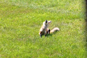 Fox kit scratching Aug 10 26.webp