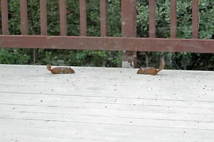 Chipmunks on deck Aug 11 26.webp